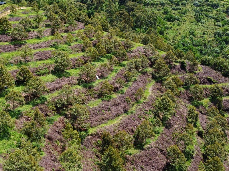 Sang Lee Raub Acres Freehold Musang King Durian Orchard