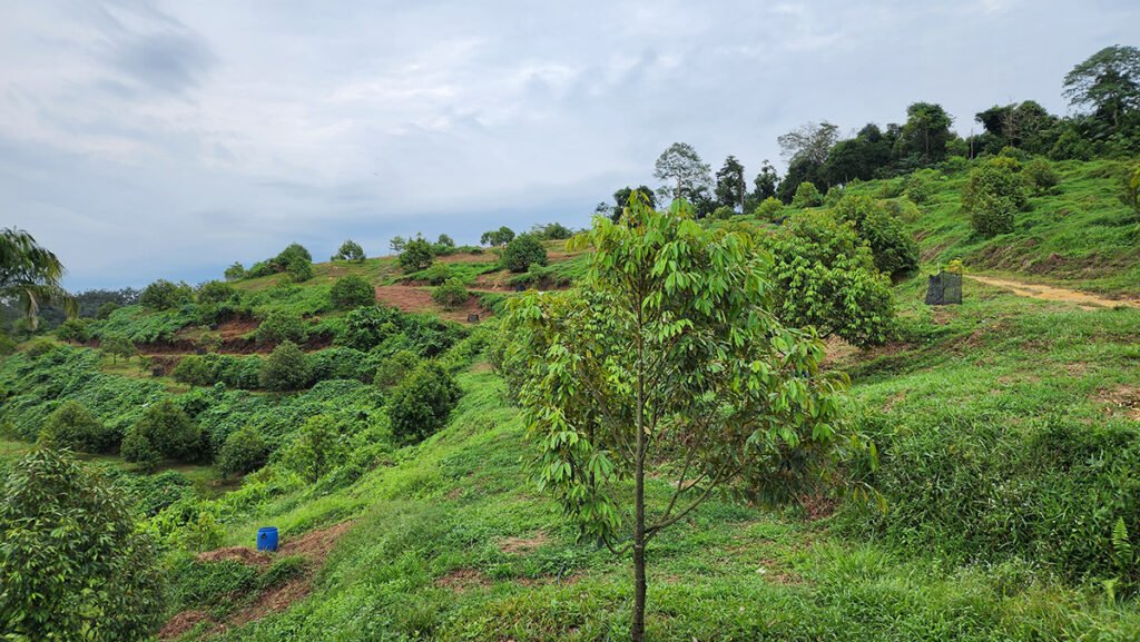 Beautiful Musang King Black Thorn Durian Orchard Just Minutes From