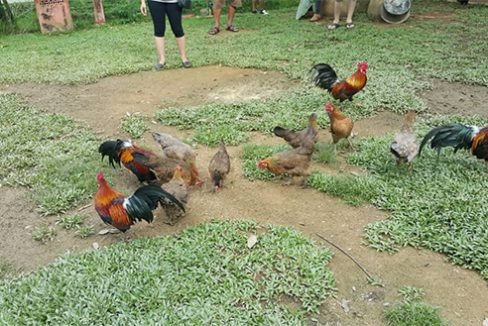 Rantau 2a Private Retreat-poultry