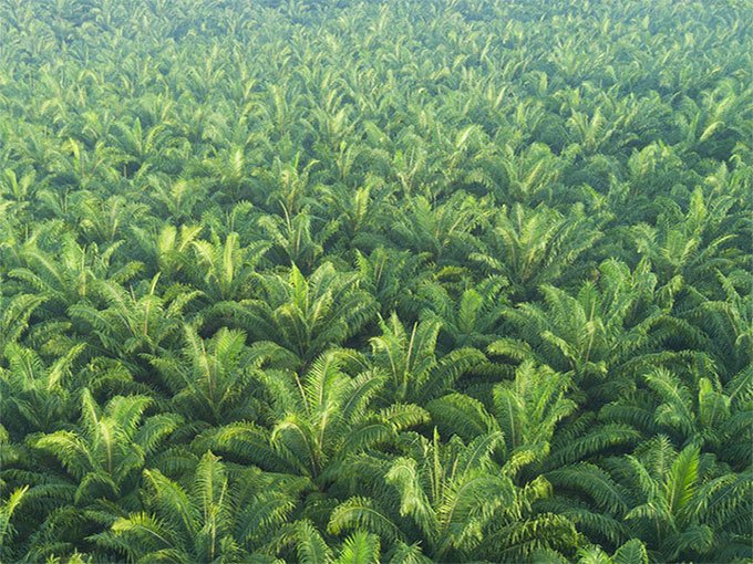 Linggi, Negeri Sembilan – 1200 acres Oil Palm estate (Income generating!) [SOLD]