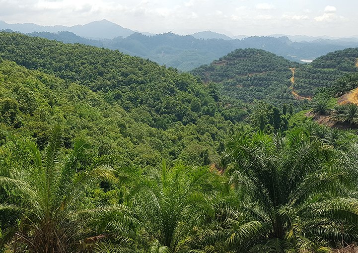 Cameron Highlands – Gua Musang, Kelantan – 388 acres vacant agriculture land [SOLD]