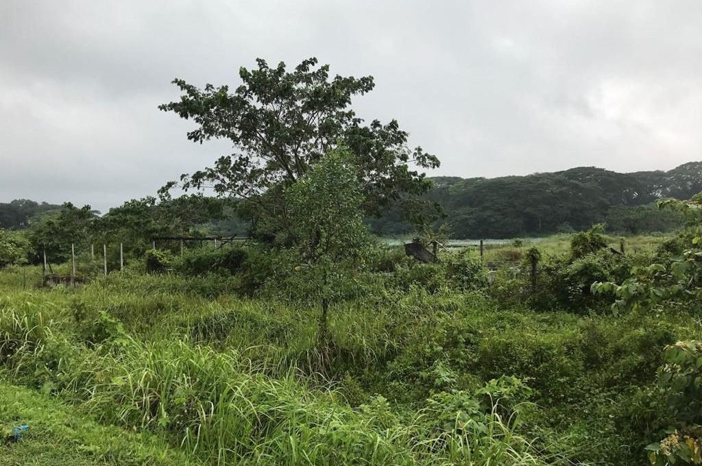 Batu Gajah 2 acres Freehold fish farm (4)