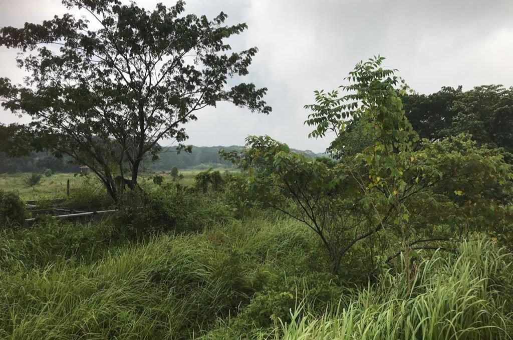 Batu Gajah 2 acres Freehold fish farm (5)