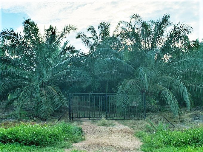 Muar – Batu Pahat, Johor – 4.2 acres Freehold Agriculture land (Suitable for Weekend Farming)
