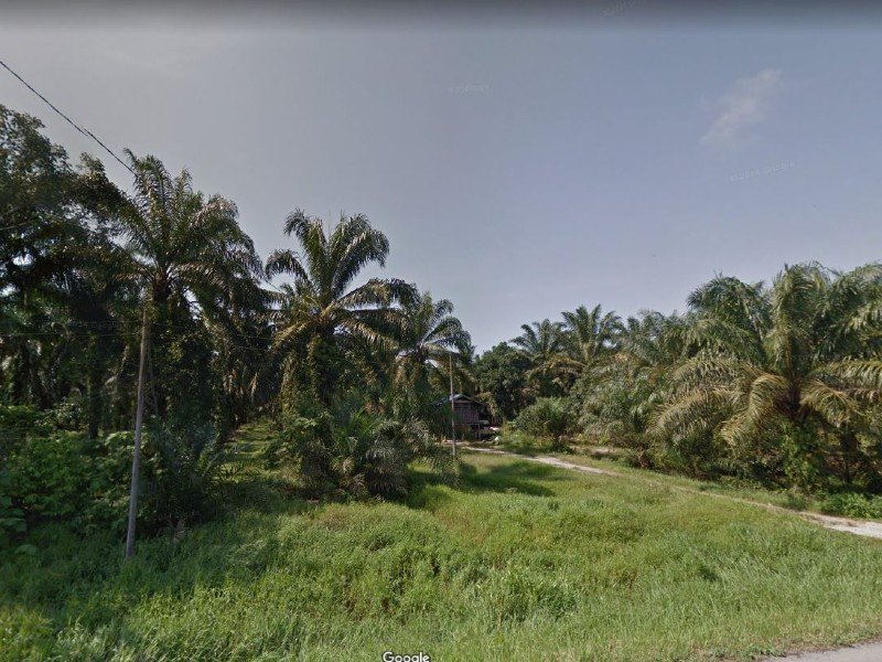 Alor Pongsu, Perak – 2.3 + 2.4 acres Leasehold Oil Palm Land with Yield (Malay reserved)