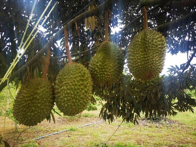 Karak, Pahang – 10 acres Freehold Durian Ochard (Planted with 400 Musang King around 7-8 years old) 彭亨加叻 – 十依格猫山王榴莲园 [SOLD]