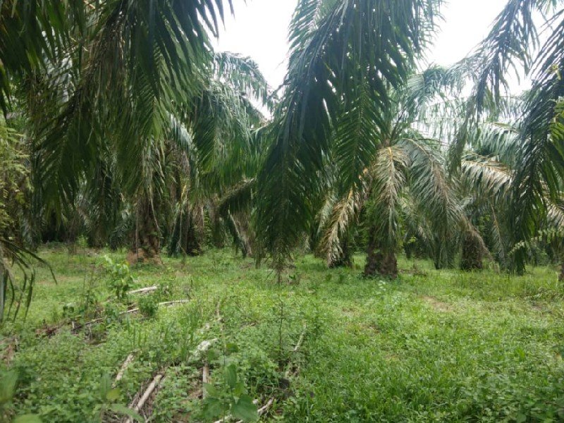 Tapah, Perak – 20 acres Freehold Agriculture Land