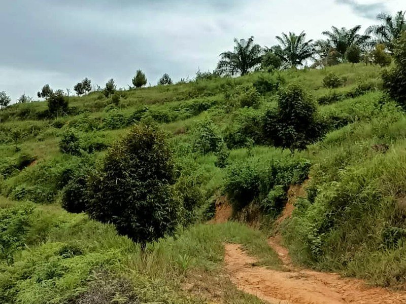 Raub – Cheroh, Pahang – 113 acres Freehold Oil Palm and Durian Plantation