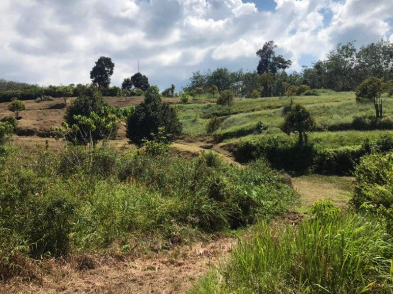 Raub, Pahang – 9 acres Freehold Musang King Durian Orchard with Stream [SOLD]