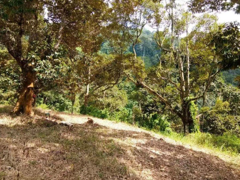 Kamunting, Perak – 5.3 acres Freehold Profitable Durian Orchard