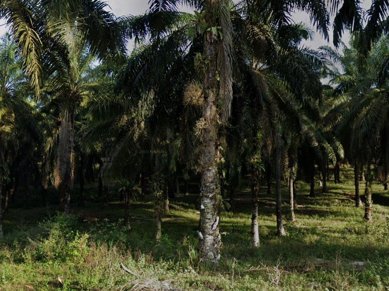 Tapah – 100 acres Freehold Oil Palm Plantation with Stream, 2nd Lot from Main Road with Legal Access