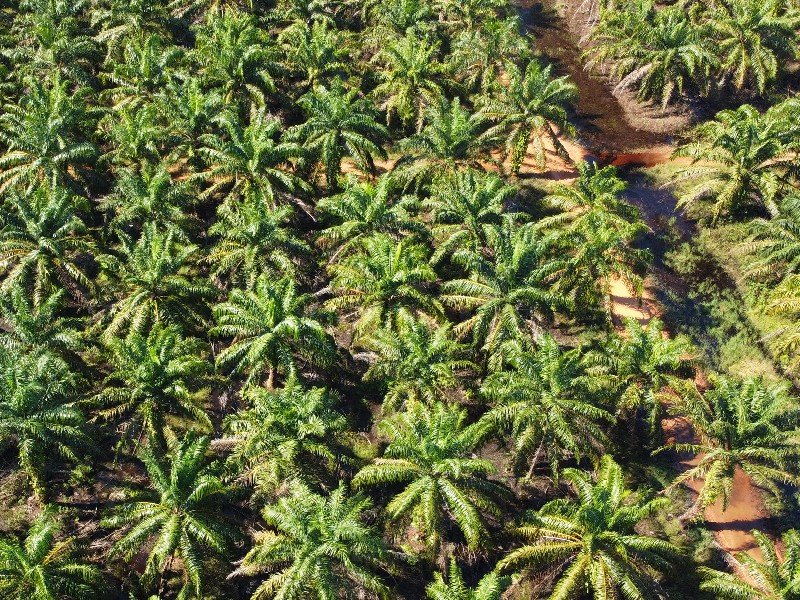 Bukit Merah, Perak – 400 acres Oil Palm Estate