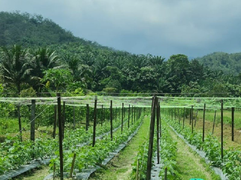 Karak – 11 acres Vegetable Farm with River (with Reserved Road)  加叻，彭亨州 – 菜园出售有清澈河流
