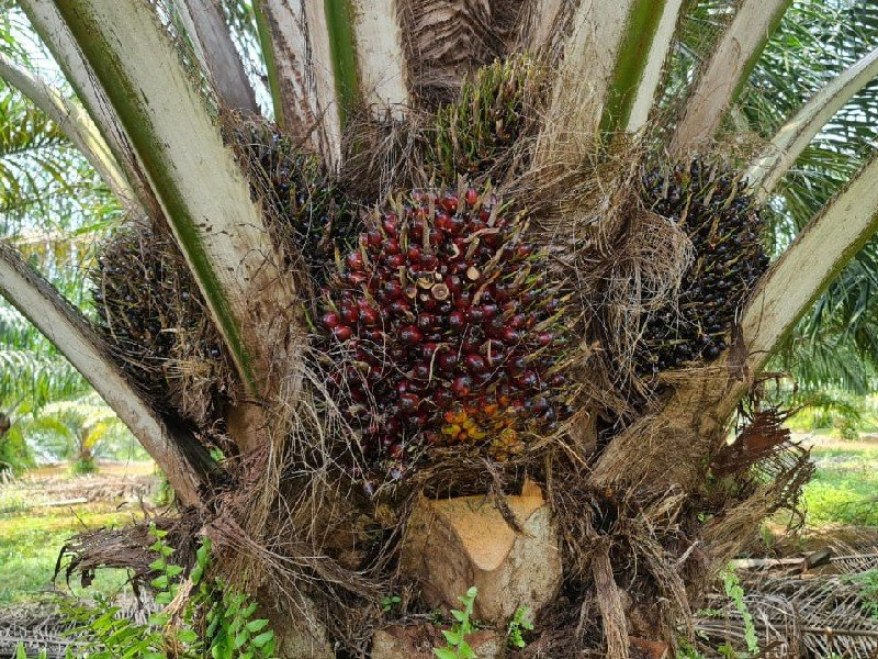 Negeri Sembilan – 550 acres Freehold Oil Palm Estate 森美兰550英亩油棕园出售