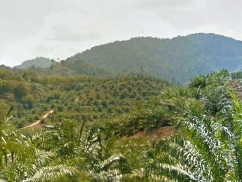 Raub – 50 acres Main Road Fronting Agriculture Farm with Durian & Fruit Trees 劳勿农业芭出售