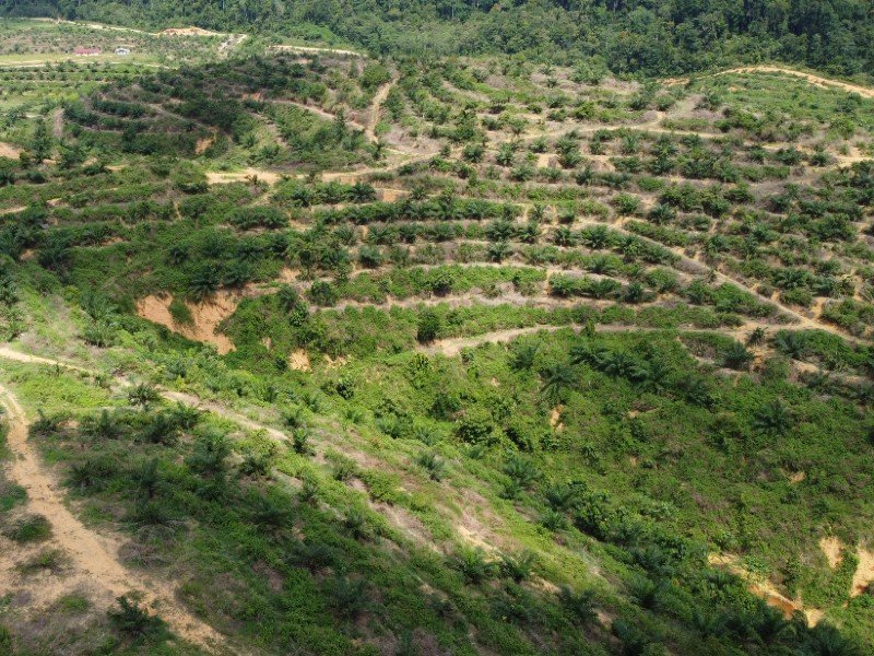 Gua Musang, Kelantan – 1500 acres Oil Palm Plantation (4-5 years tree)