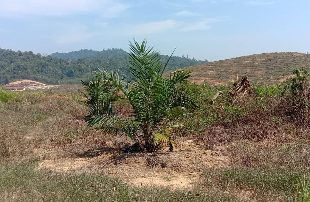 Lenggong 5,000 acres oil palm 13