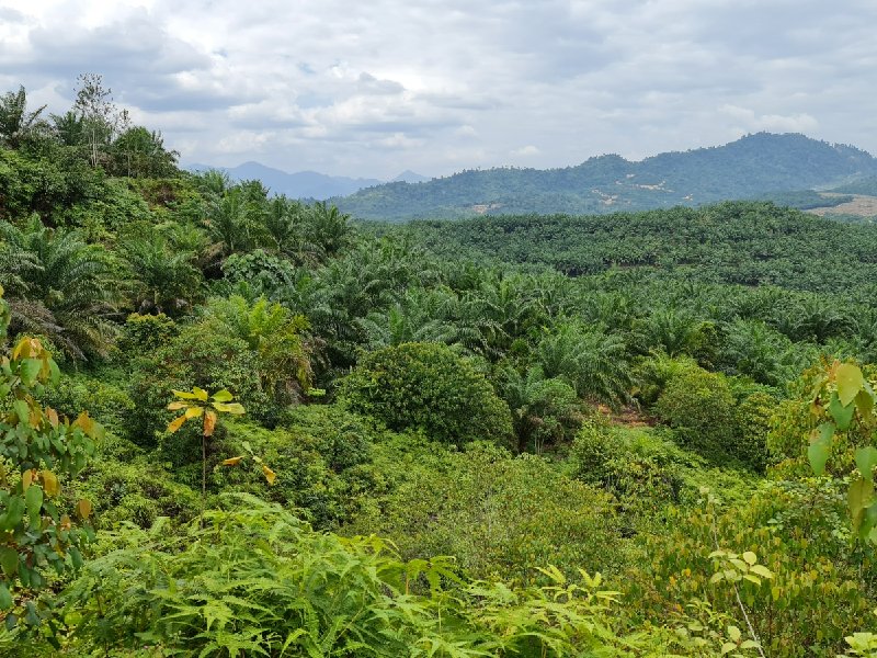Gua Musang – 1500 acres Oil Palm Plantation (Urgent Sale) 话望生 1500英亩油棕地急售！[SOLD]
